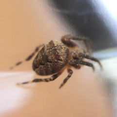 Araneus diadematus