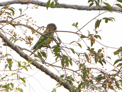 Eupsittula pertinax