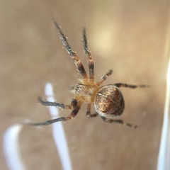 Araneus diadematus
