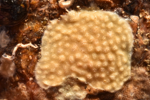 Disporella observed 2026-10-29