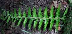 Polystichum proliferum