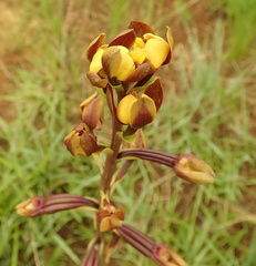 Eulophia parviflora