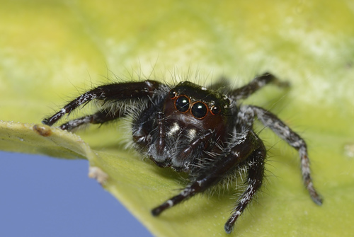 Carrhotus viduus photo 4