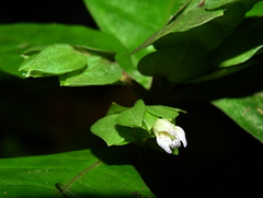 Herpetacanthus rotundatus