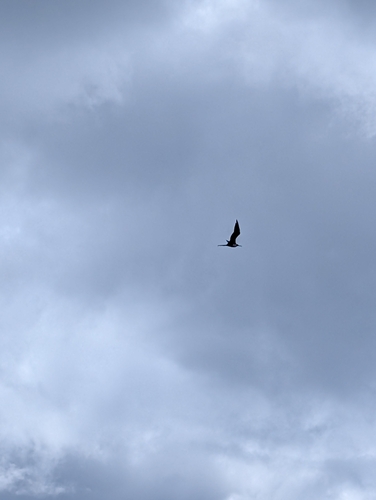Aves observed 2026-10-29