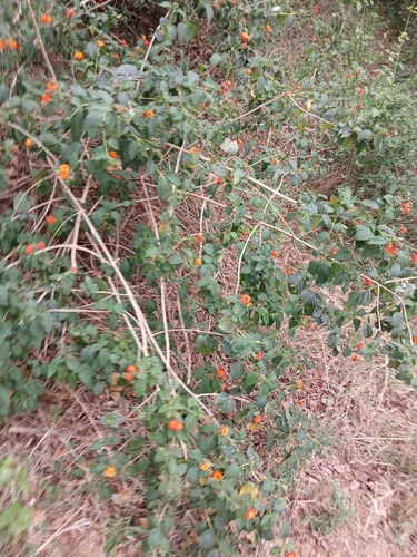Lantana camara observed 2026-10-29