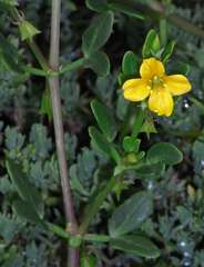 Roepera billardierei