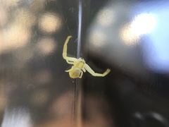 Misumena vatia