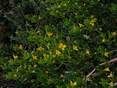 Roepera billardierei