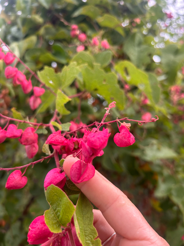 Antigonon leptopus observed 2026-10-29