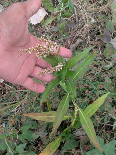 Persicaria glabra observed 2026-10-29