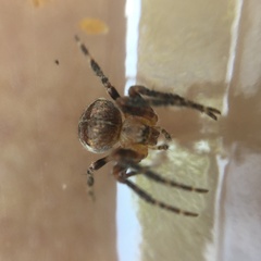 Araneus diadematus