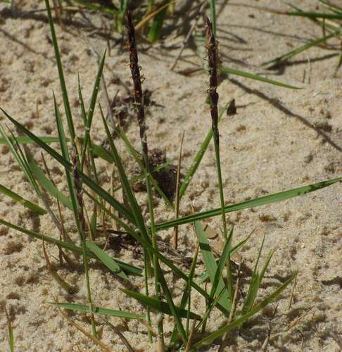 Image of Zoysia Macrantha (Zoysia macrantha) by (c) Russell Best, some rights reserved (CC BY)