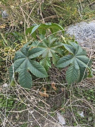 Ricinus communis observed 2026-10-29