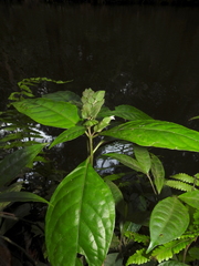 Herpetacanthus rotundatus