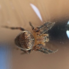 Araneus diadematus