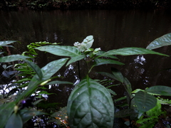 Herpetacanthus rotundatus