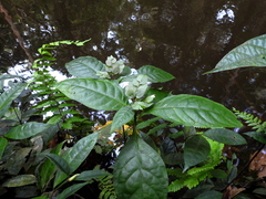 Herpetacanthus rotundatus