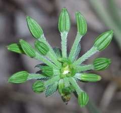 Chaerophyllum eriopodum