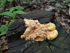 Laetiporus sulphureus