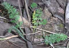 Chaerophyllum eriopodum