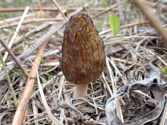 Morchella norvegiensis