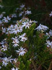 Olearia glutinosa