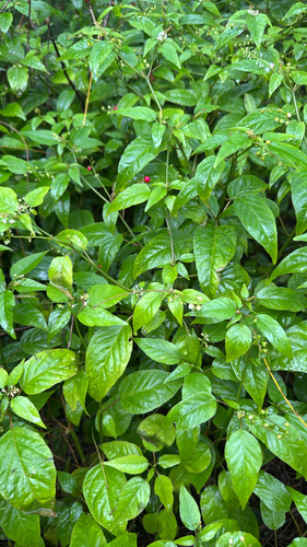 Rivina humilis observed 2026-10-29