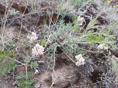 Oxytropis oxyphylla