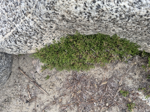 Selaginella observed 2026-10-29