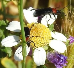 Heliotaurus ruficollis