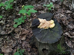 Laetiporus sulphureus