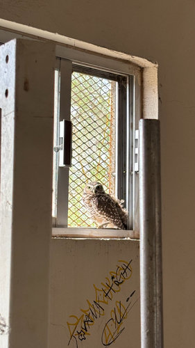 Athene cunicularia observed 2026-10-28