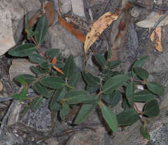 Eucalyptus macrorhyncha
