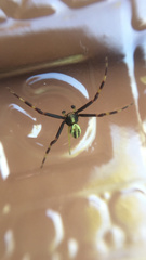 Misumena vatia