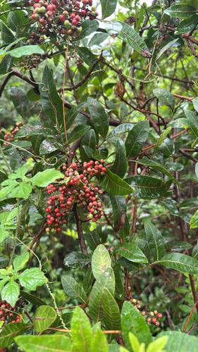 Schinus terebinthifolia observed 2026-10-29