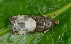 Notocelia cynosbatella
