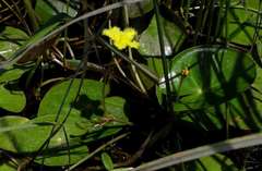 Ornduffia reniformis