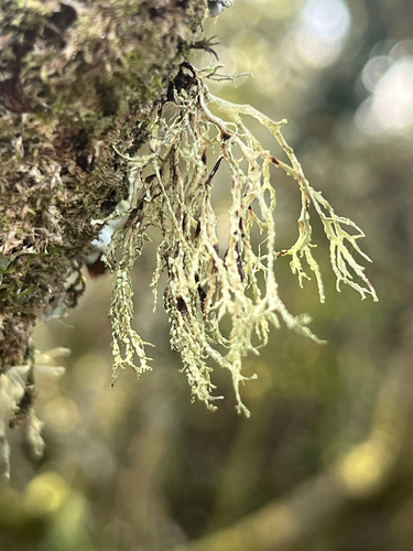Ramalina observed 2026-10-29