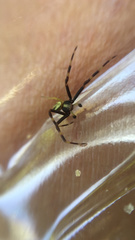 Misumena vatia