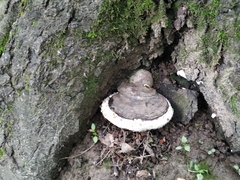 Ganoderma applanatum