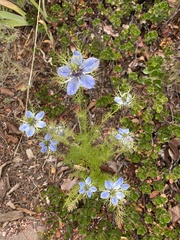 Nigella damascena