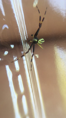 Misumena vatia
