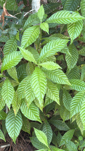 Psychotria observed 2026-10-29