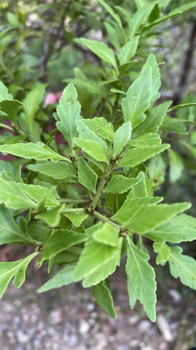 Phyllocladus trichomanoides observed 2026-10-27