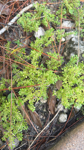Pilea microphylla observed 2026-10-29