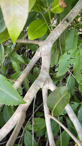 Syzygium observed 2026-10-29