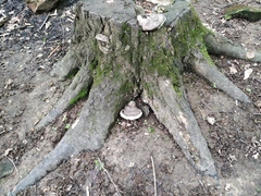 Ganoderma applanatum