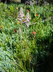 Pedicularis attollens