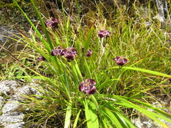 Tigridia pugana